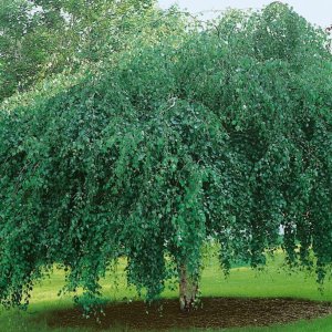 Breza previsnutá (Betula Alba pendula) ´YOUNGII´ výška: 180-200 cm, kont. C10L - NA KMIENKU